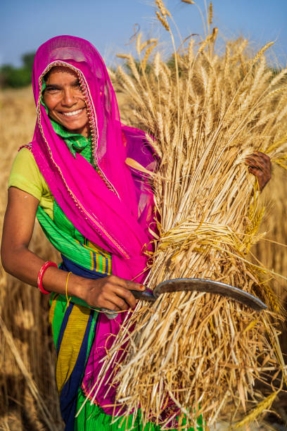 istock Indian woman collecting a wheat, India. 1437029366