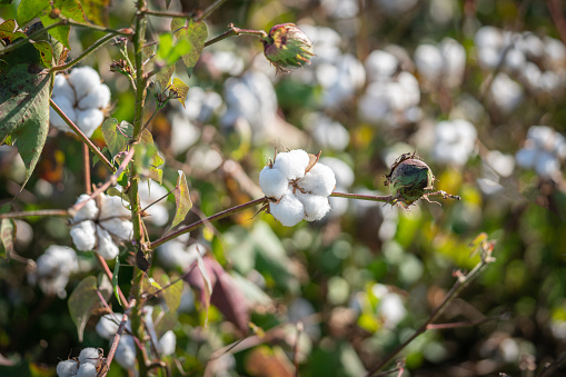Close-up of Cotton Boll and Branch
