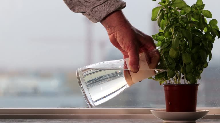 Watering basil