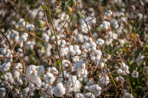Beautiful cotton crop ready to harvest