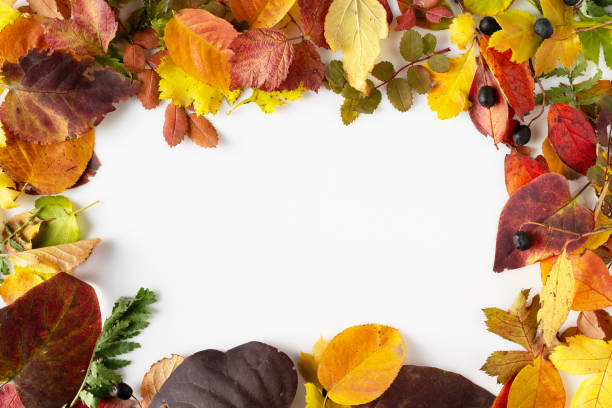 istock frame of colorful leaves, copy space on white background 1437032662