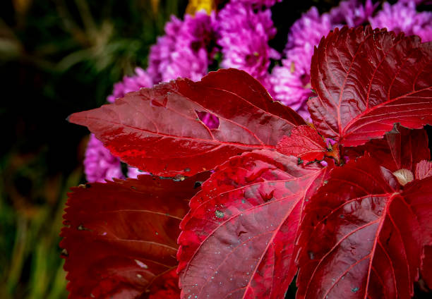 Beight Autumn leaves in the October garden