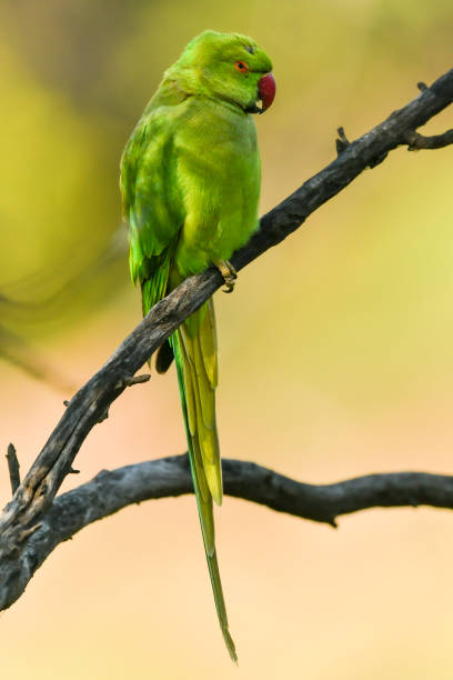 istock Psittacula krameri or Rose ringed parakeet or ring necked parakeet a parrot portrait inn natural green background at keoladeo national park or bharatpur bird sanctuary rajasthan india asia 1437033386