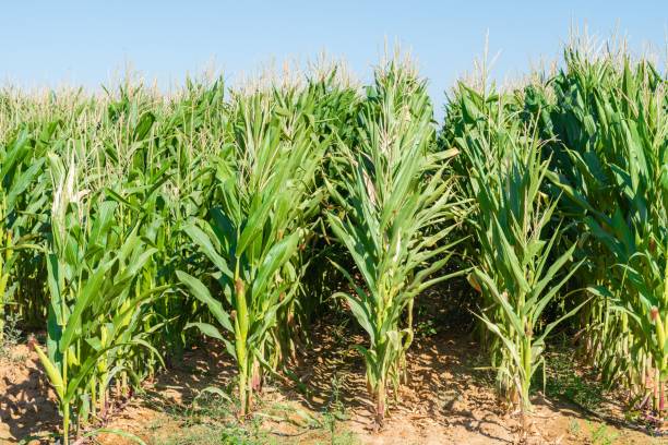 istock Agricultural field with corn plantation 1437034299