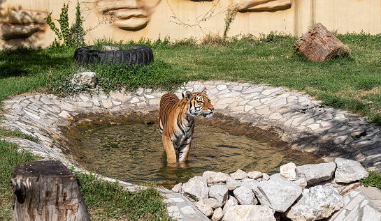 A beautiful tiger is bathing in water
