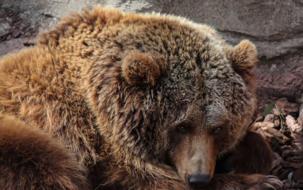 istock Brown bear looks suspiciously aggressive and prepares to attack. 1437034904