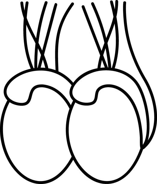 мошонка человека и яички концепция векторный контур иконка дизайн, символ системы органов, знак анатомии человека, часть тела человека илл� - головка пениса иллюстрации stock illustrations