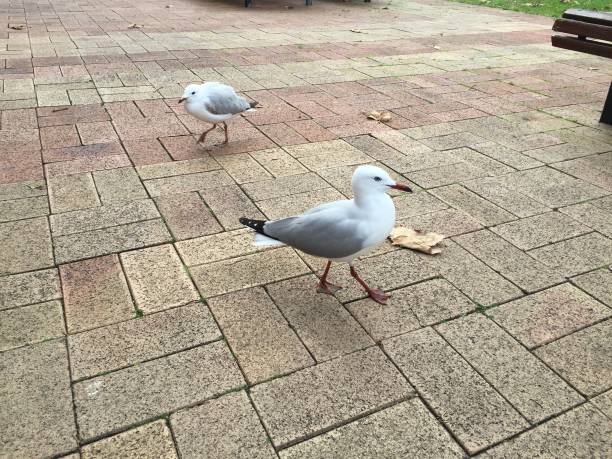 istock Seagull at the park 1437037354