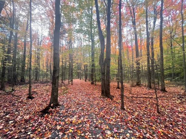 istock Autumn Photography 1437037620
