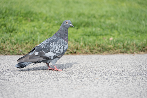 Close up of a pigeon bird on a public path outdoors on a sunny day next to a green lawn in a public park area as a concept for pests in urban environment