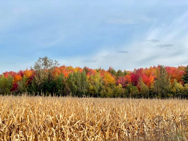 istock Autumn Photography 1437037665