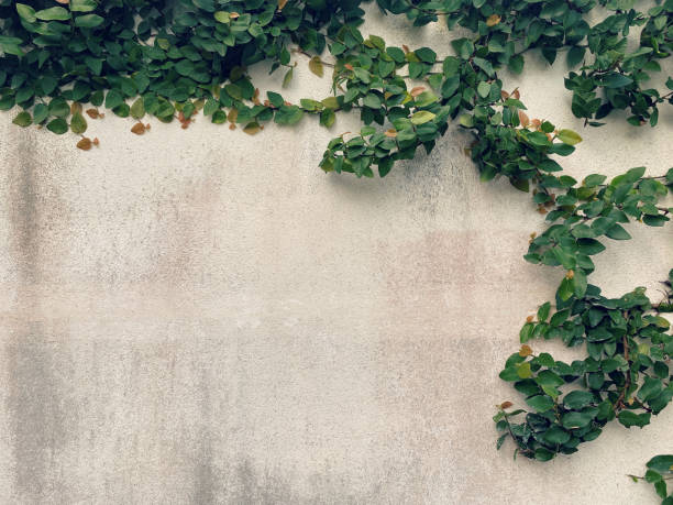 istock green leaves and grunge concrete wall background and texture 1437040314