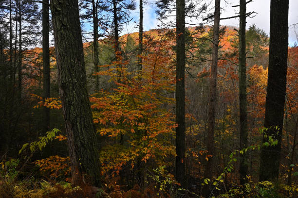 Mount Rat in autumn, wide shot. A 1,155-foot hill in Washington, Connecticut, in rural Litchfield County, near the Shepaug River. The trees in the foreground are eastern hemlocks; the golden foliage in the middle is the American beech. Apparently, the only other Mount Rat in the world is a hill less than half as high in Australia.