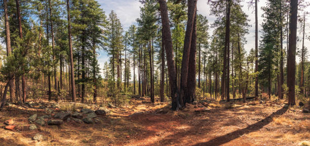 HDR Panorama of The Forest by Christopher Creek, AZ