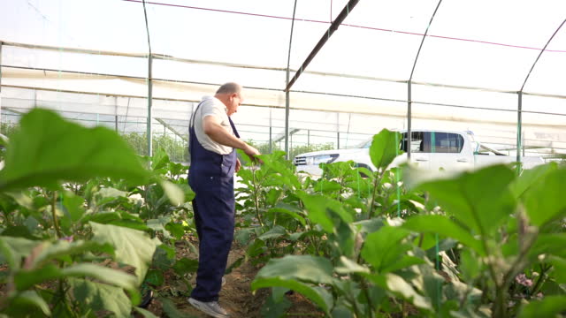 Mature male farmer checking the growth of eggplant in green house