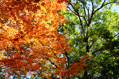 Orange leaves fall in October on an old country road in the White Mountains of New Hampshire.