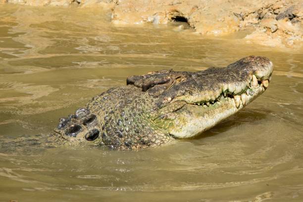 istock Crocodile in water with its head out 1437047523