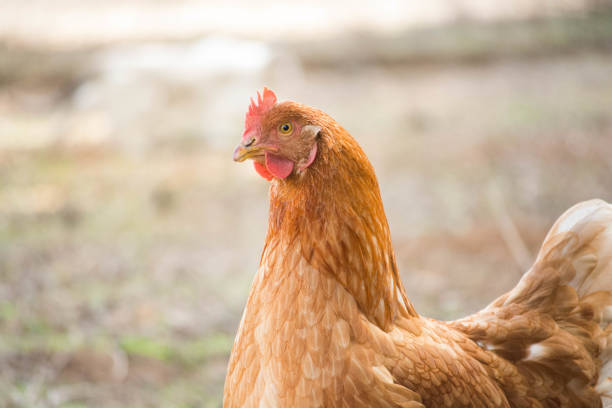istock Red hen on the farm. Close Up. 1437047755