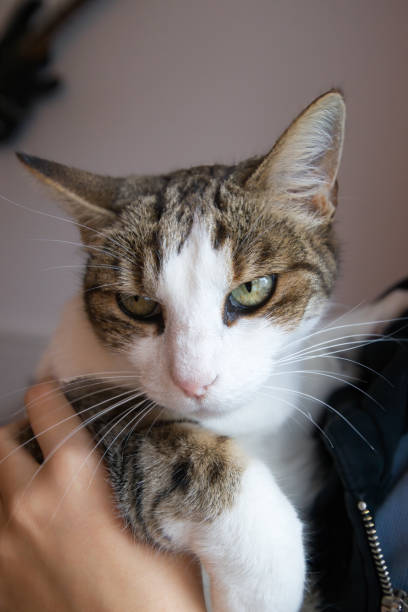 istock Grumpy cat in girl's arms. 1437050096