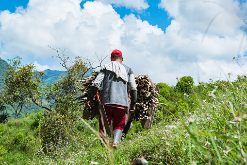 peasant muleteer walking with his mule loaded with sugar cane on top of a Colombian mountain, carrying the cane to the sugar mill to begin the process of panela production.