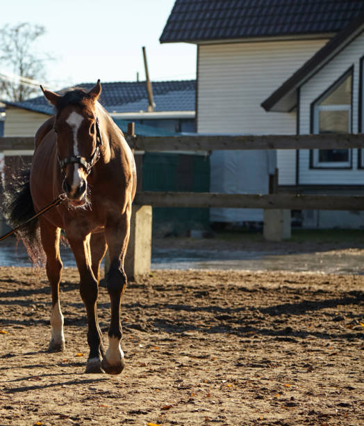 istock One-eyed bay horse on a long cord 1437052032