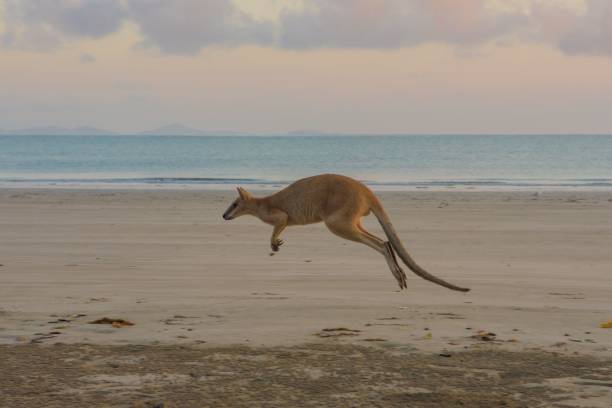 istock Beautiful view of a kangaroo at the beach 1437052066