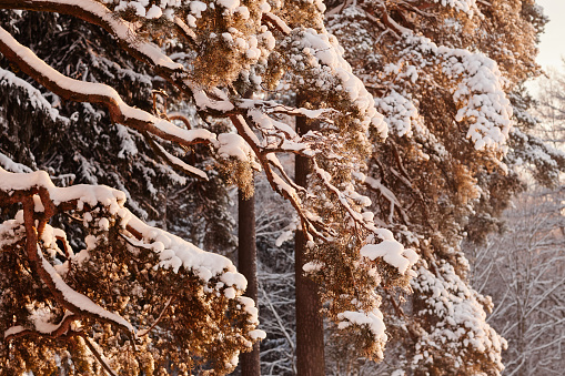 Beautiful nature shot of winter forest with pine trees covered in snow, copy space