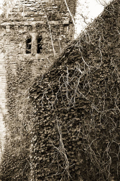 istock ivy in sepia 1437052637