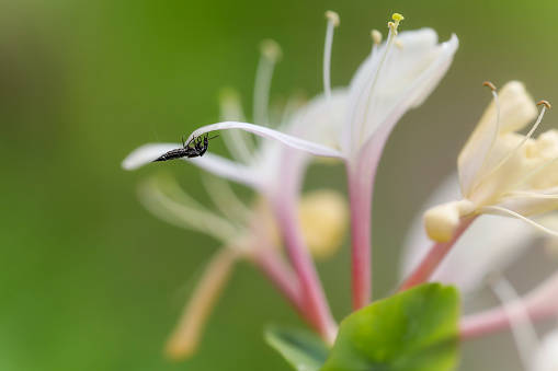 Soldier beetle on a honeysuckle flower, Rhagonycha fulva