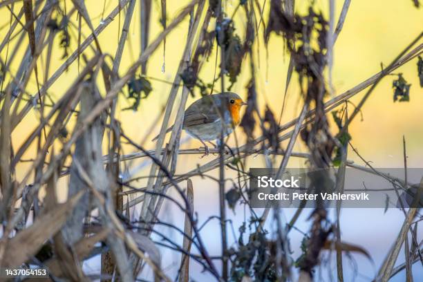 European Robin Stock Photo - Download Image Now - Purple, Forest, Red