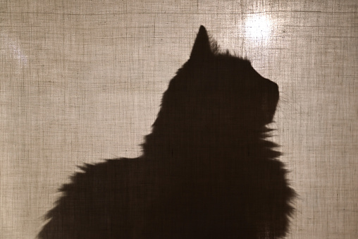 Silhouette of a cat at the window behind the curtain. Shadow pet on the windowsill behind a transparent curtain