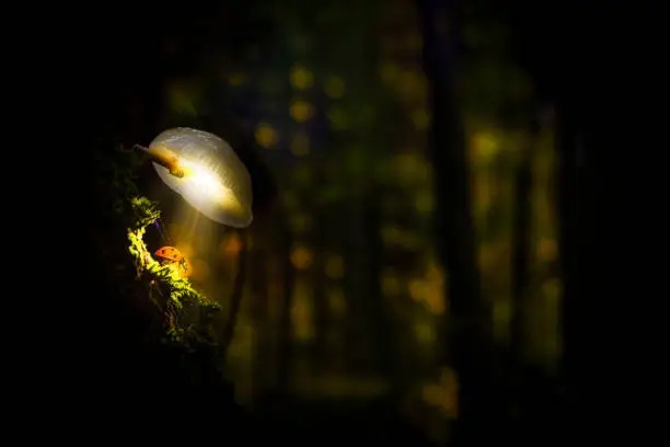 Photo of Mushroom Light Painting