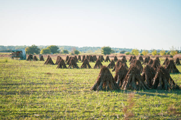 Agricultural field with the drying sesame seeds