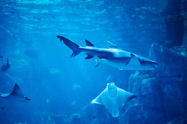 istock Big fishes in aquarium 1437055987