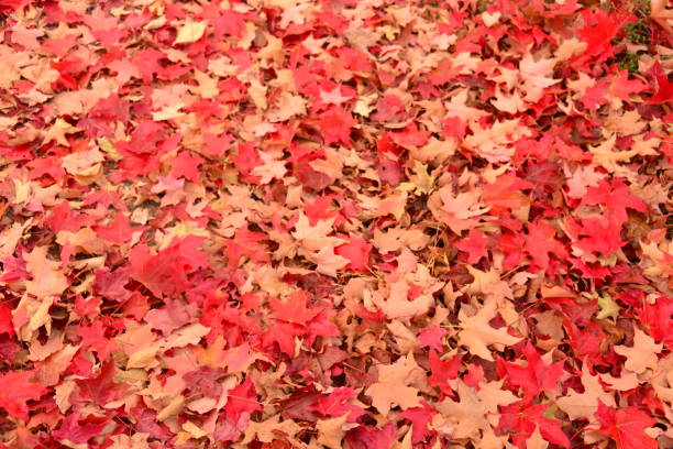 istock Large Pile Of Red Leaves 1437057107