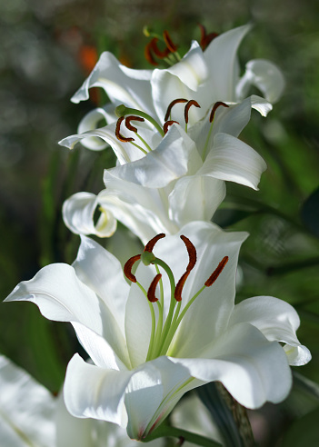 White Easter Lily flowers in garden. Lilies blooming. Blossom white Lilium in a summer. Garden Lillies with white petals. Large flowers in sunny day. Floral background. White Madonna Lily.