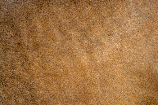 Hairy texture of a cow skin