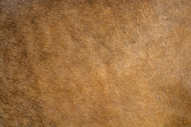 Brown fur texture background Hairy texture of a cow skin deer hide stock pictures, royalty-free photos & images