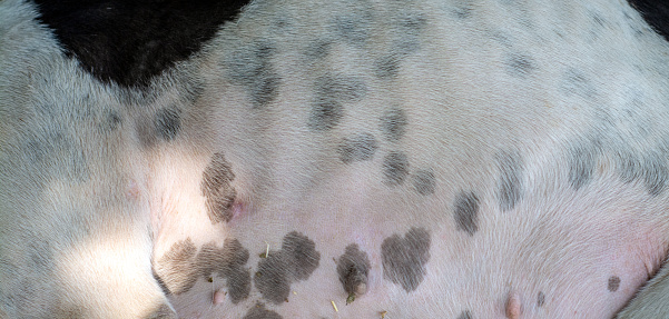 Black spots and white hairs of a dog