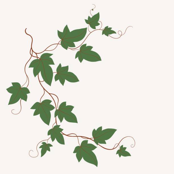 illustrations, cliparts, dessins animés et icônes de floral lierre dessin décoratif ornement plat design. - climbing ivy