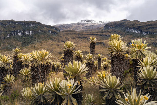 istock Scenery of Mountains, Murillo Colombia 1437059605