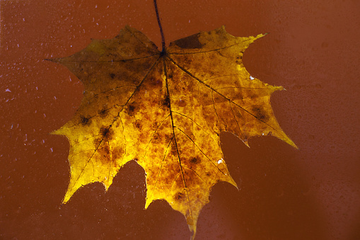 autumn maple leaf on a glass surface with water rain drops on a brown background.