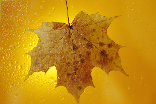 autumn maple leaf on a glass surface with water rain drops on a yellow background.