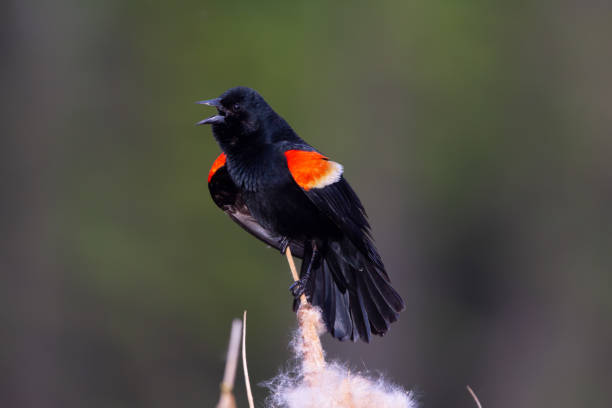 istock Red-winged blackbird in breeding plumage singing on the cattail. 1437061414