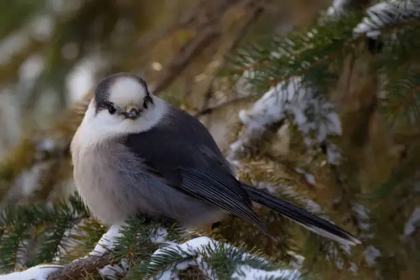 Photo of Bird Canada jay perched on the snowy spruce branch.
