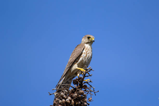 Little falcon Merlin sitting on the top of the spruce tree. Hunting little falcon bird Merlin perched on the top of spruce tree, blue sky on the background. falco columbarius stock pictures, royalty-free photos & images