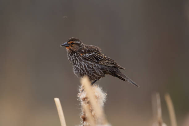 istock Puffer red winged blackbird perched on the cattail in spring. 1437061526