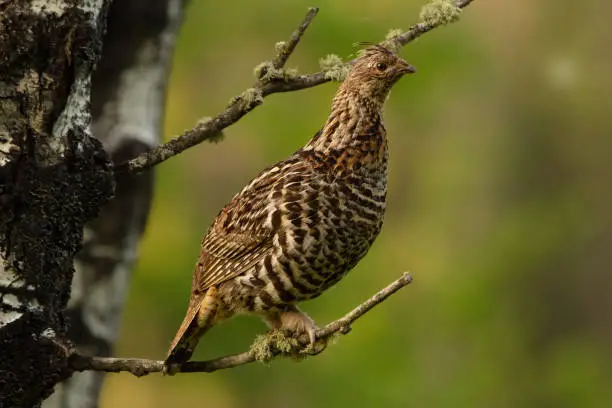 Photo of Female Ruffed grouse sitting on the branch of the tree in the wood.