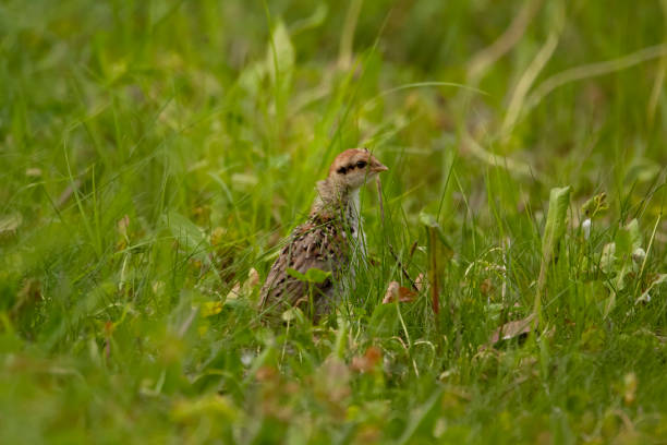 istock Chick of Ruffed grouse bird hiding in the high grass. 1437061607