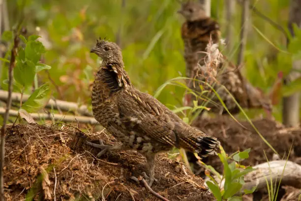 Photo of Juvenile Ruffed grouse is standing on the ground in the summer forest.